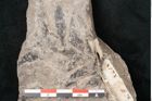 Foto (Detailansicht) von Araucaria haastii Ettingshausen (NHMW-GEO-2024-0188-10109)